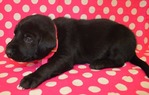 Dogs<br/>Excellent Hybrid Retriever puppies & started dogs available!