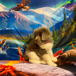 AKC Gray Newfoundland<br/>AKC Newfie Puppy - Pink - Female (Nippet)