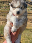 Siberian Husky Puppies