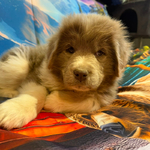 AKC Gray Newfoundland<br/>AKC Newfie Puppy - Pink - Female (Nippet)