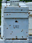 Honeybees<br/>5-Frame Honey Bee Nucs-Spring 2026