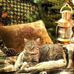 *Manx Kitty*