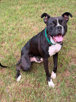 Bishop- a Boxer Mix<br/>Saved from Euthanasia- Needs a Home!