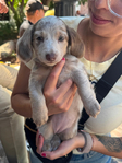 Purebred long hair mini dachshunds | Ready to go home!