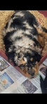 puppy<br/>CKC STANDARD F1 BERNEDOODLE