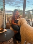 Dog<br/>8 stunning Golden Mtn. Doodle puppies for sale