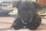 Shih Tzu Mix<br/>Puppies for sale