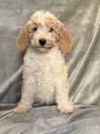 Puppies<br/>AKC Moyen Poodles and Micro Mini Bernedoodles
