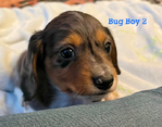 Longhair Dachshund AKC pups!<br/>DNA Tested AKC registered trained pups! 6 wks old!