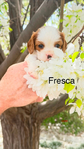 AKC Cavalier King Charles Spaniel Puppies<br/>3 Females & 1 Male Available