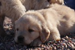 Purebred Golden Retreiver<br/>Registered Golden Retreiver Puppies﻿
