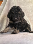 Puppies<br/>AKC Moyen Poodles and Micro and  Mini Bernedoodles