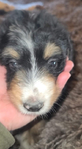 puppy<br/>Registered Standard Bernedoodles