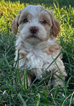 Puppies<br/>Micro Mini Bernedoodles and Corgipoo