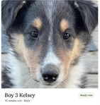 Scottish Collie<br/>Last Few Wonderful Scottish Collie Puppies!