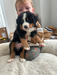 Purebred Bernese 
mountain dog puppies