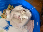 Jack Russel Terrier<br/>Jack Jacks