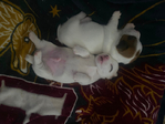 Jack Russel Terrier<br/>Jack Jacks