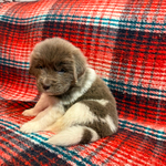 AKC Newfie Puppies<br/>9 of 11 AKC Newfoundland Puppies