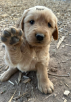 Dog<br/>Golden Retriever Puppies!