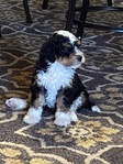 Puppies<br/> Micro and  Mini Bernedoodles