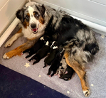 Miniature Australian Shepard Puppies<br/>Pure Bred ASDR Registered