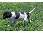 Dogs<br/>Excellent Hybrid Retriever puppies & started dogs available!