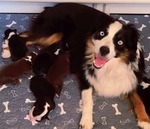 ASDR Pure Bred Miniature Australian Shepards