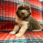 AKC Newfie Puppies<br/>9 of 11 AKC Newfoundland Puppies