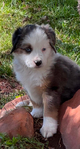 Miniature Australian Shepard Puppies<br/>Pure Bred ASDR Registered