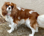 AKC Cavalier King Charles Spaniel Puppies<br/>3 Females & 1 Male Available