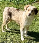 Miniature Australian Shepherd PUPPIES