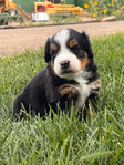 Puppies<br/>Micro Mini Bernedoodles and Corgipoo