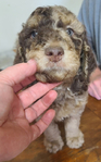 puppy<br/>AKC STANDARD POODLES