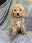 Puppies<br/>AKC Moyen Poodles and Micro and  Mini Bernedoodles
