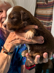 puppies
<br/>Australian Shepherd Puppies