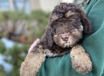 DOODLE PUPPIES!<br/>Goldendoodles, Aussiedoodles,  Bernedoodles, Cockapoos