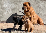 Puppies<br/>Wonderful American Bandogge Mastiffs