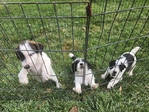 Jack Russell Pups<br/>Ready to Go!