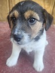 Jack Russell Pups<br/>1 Female Left. Ready to Go!