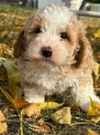 Puppies<br/>AKC Moyen Poodles and Micro and  Mini Bernedoodles