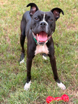 Bishop- a Boxer Mix<br/>Saved from Euthanasia- Needs a Home!