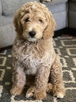 DOODLE PUPPIES!<br/>Goldendoodles, Aussiedoodles,  Bernedoodles, Cockapoos