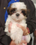 PUPPIES--<br/>10 WEEL OLD FULL BRED SHIH TZUS FOR SALE