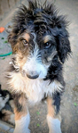 dog<br/>F1 Standard Bernedoodle