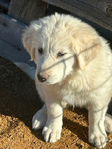 Dog<br/>Free Akbash x Pyrenees puppy.