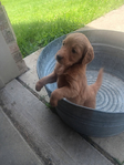 Dad is pure bred Golden Retriever. Mom is a Golden Doodle.<br/>Golden Doodle Puppies