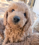Miniature Goldendoodle Puppies<br/>Miniature Goldendoodle Puppies!