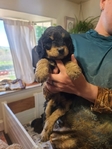 puppy<br/>F1 Standard Bernedoodle