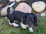 AKC DACHSHUND PUPPY<br/>ONE PUP LEFT!